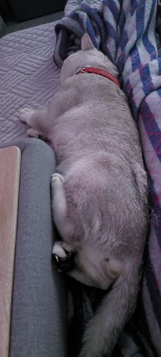 • Кот на Вязку. Прямоухий