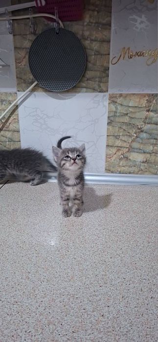 Мушук хадяга берилади