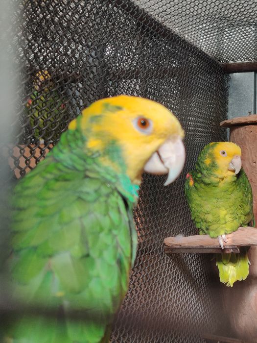 Papagal Amazon Magna Oratrix