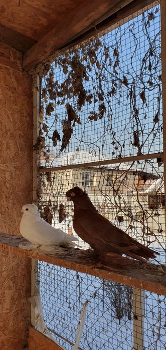 Голуби бойные игровые