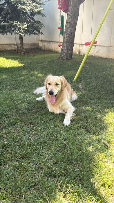 Cazare caini / Pet sitter cazare animale