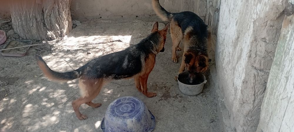 Немицки кыз кушик