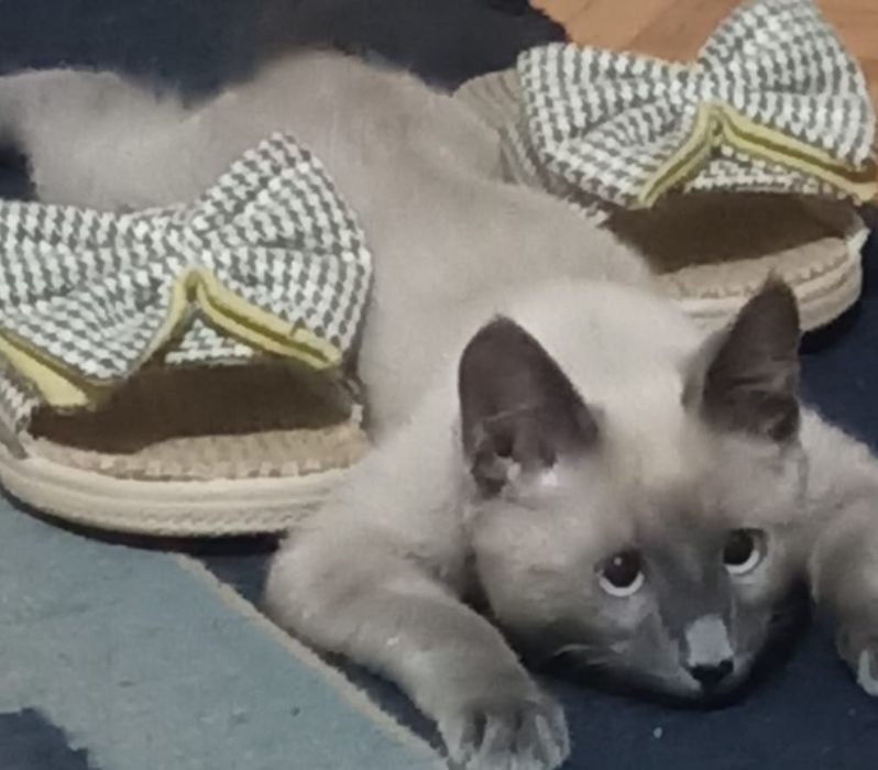 Сиамский мысық DOLLOR