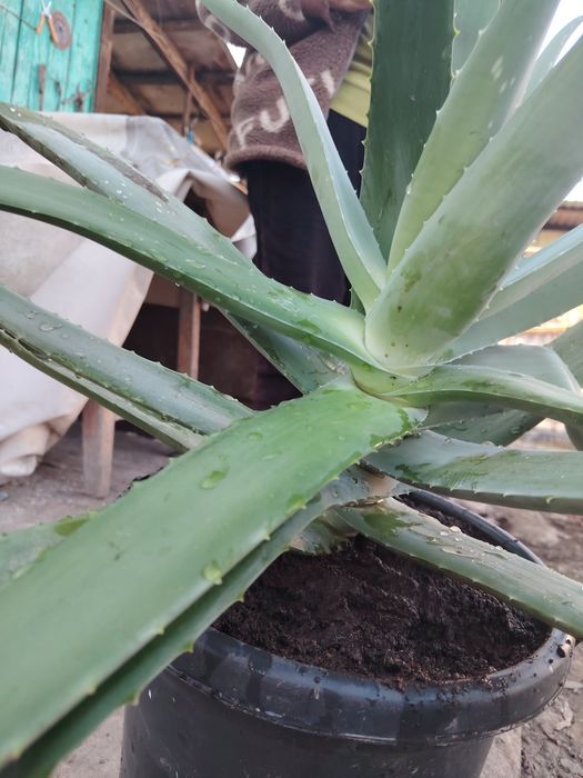 5 жылдық алоэ сатылады