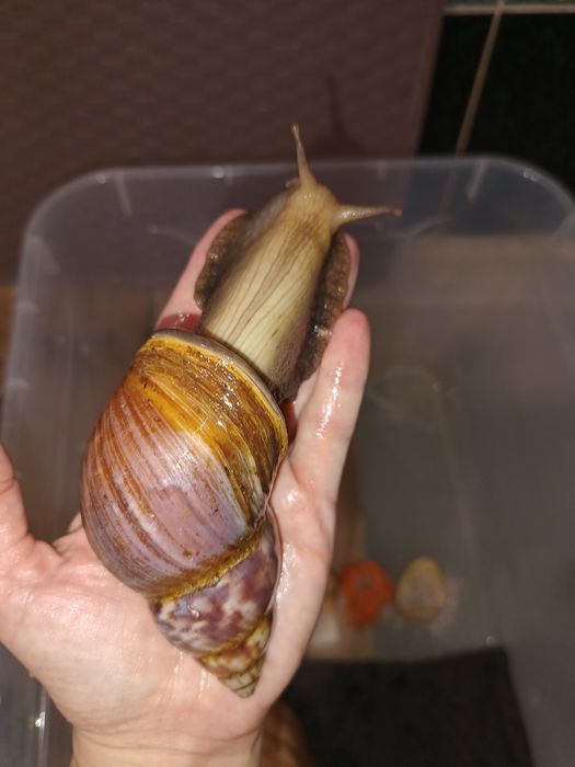 Продаются улитки сухопутные/ахатины