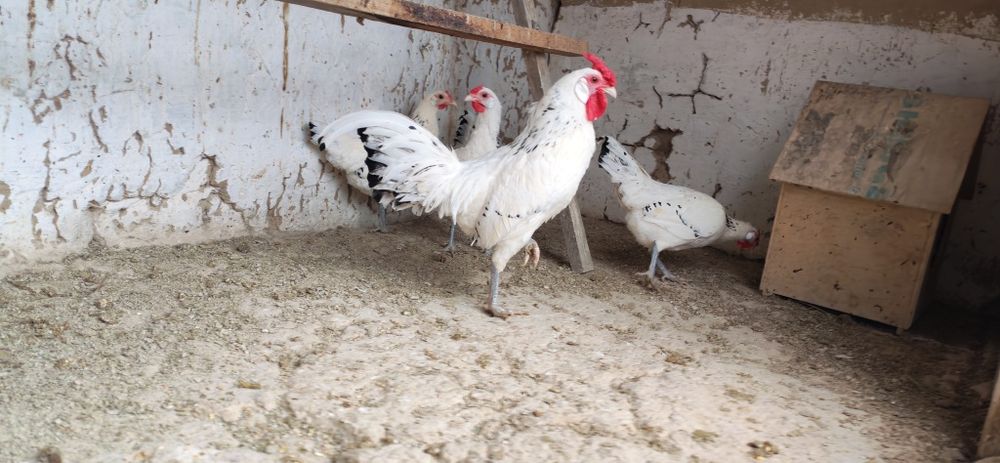 Gambriski sotladi 1+4