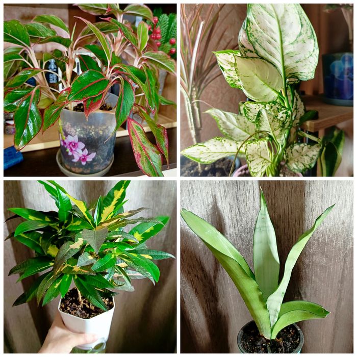 Комнатные растения