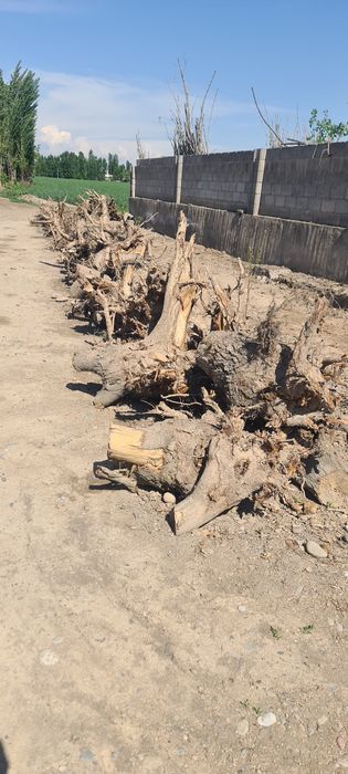 Терак томир утинлари