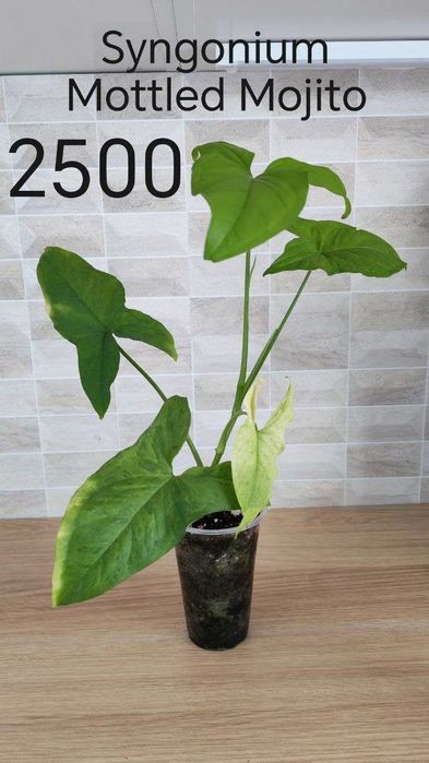 Сингониумы разных сортов