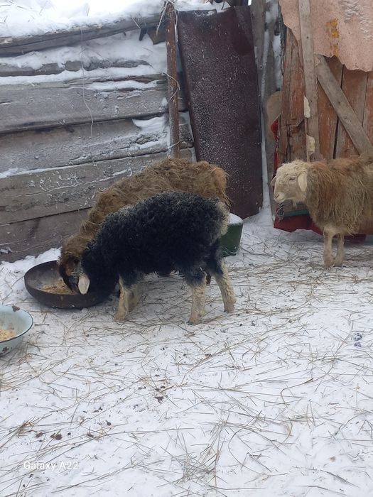 Қозылы қой тоқты, Тай сатылады,