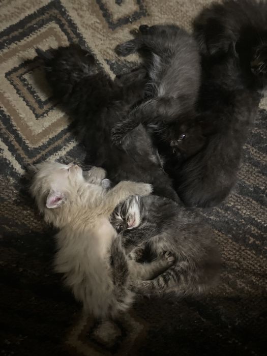 Отдам котят в добрые руки.  Самостоятельные