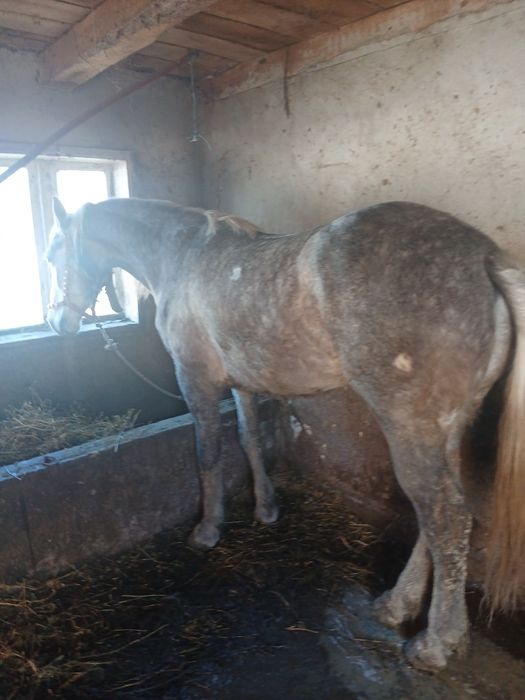 De vânzare cal castrat