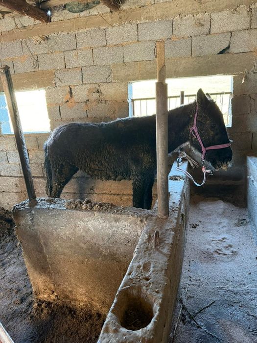 Бір жасар ұрғашы құлындар