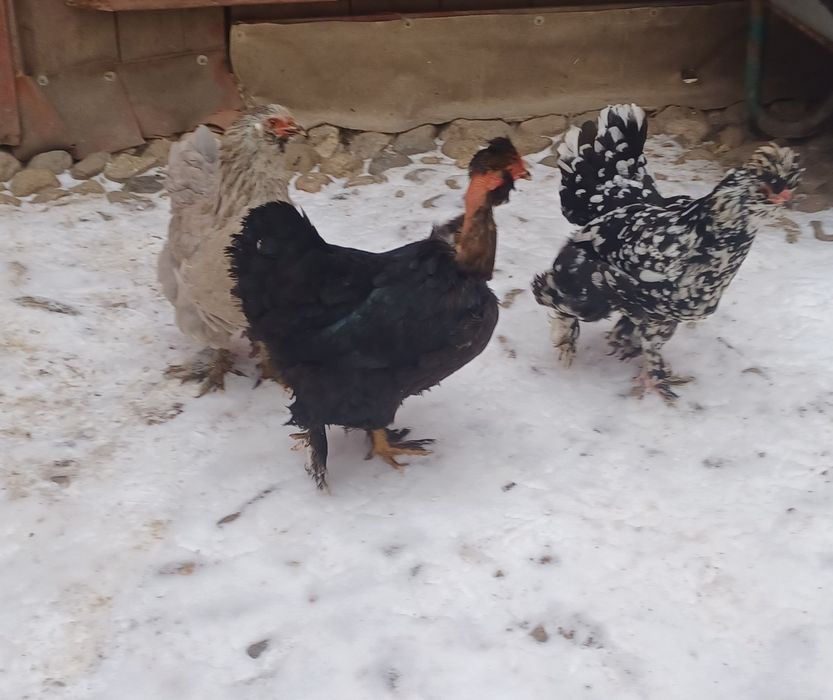 Pasări moțate și golașe