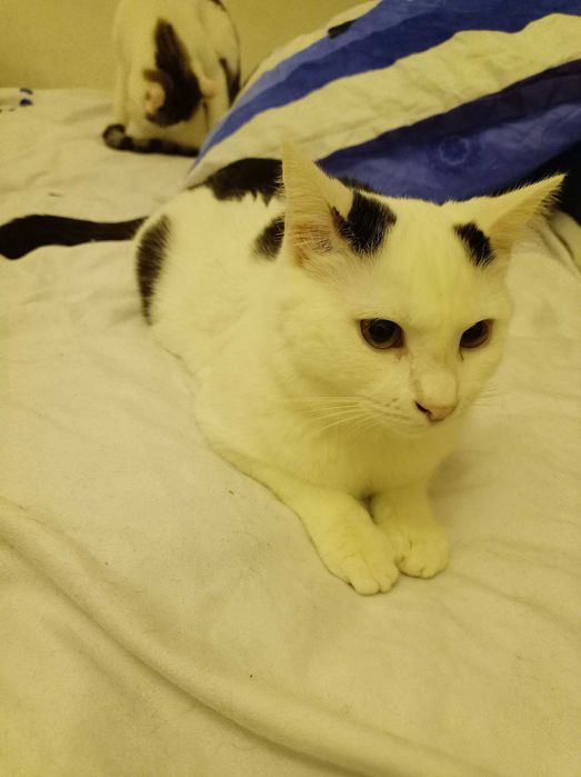 Ofer spre adopție pui de pisică femelă