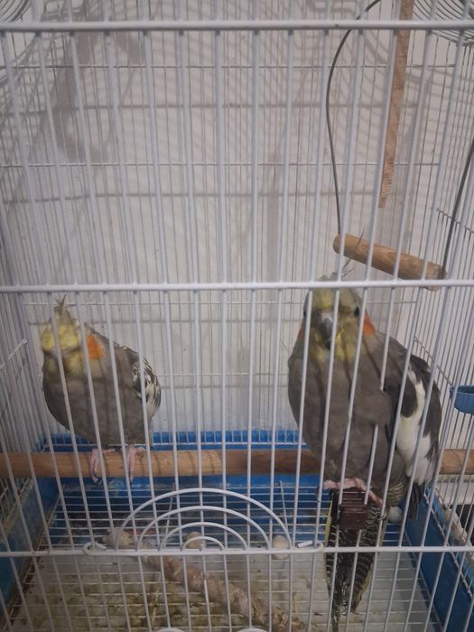 Vand papagali urgent 500 lei cu tot cu cusca .