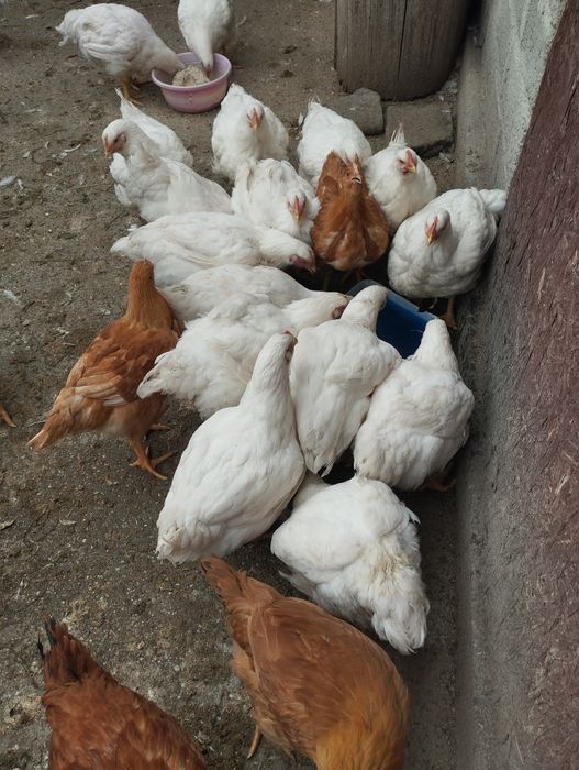 Pui găină albi !!