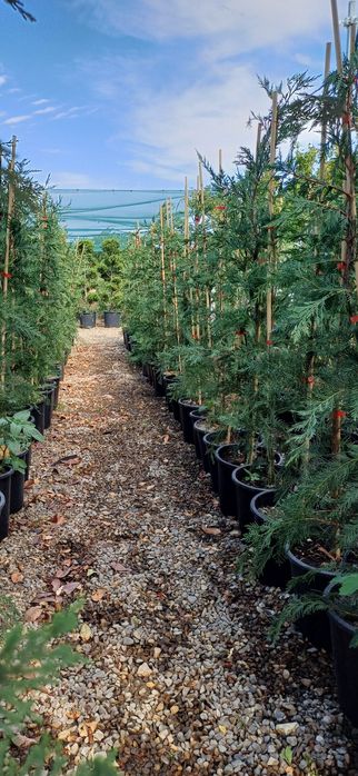 Plante leylandii si multe altele