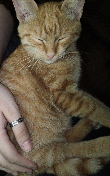 Котенок рыжий мальчик