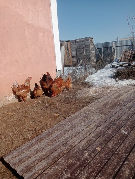 Петух 10000тг г. Уральск