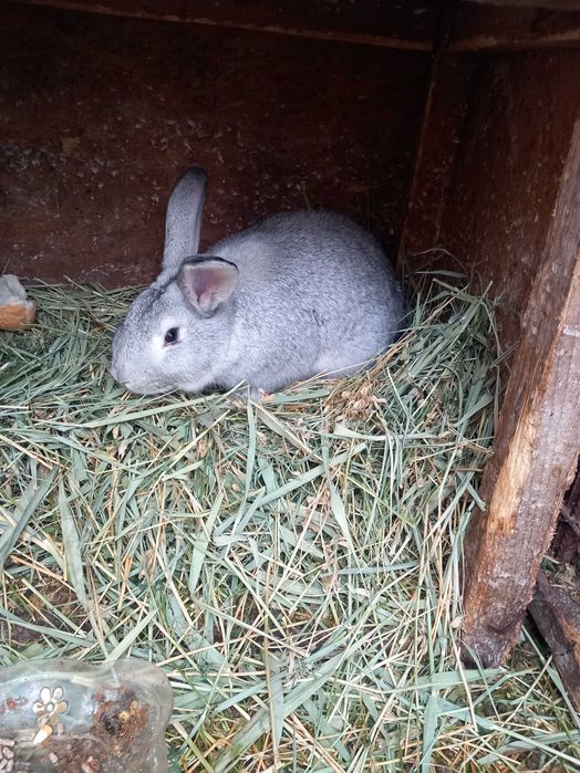 Iepuri albi și negri