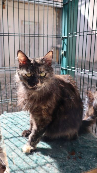 Девочка лапушка ищет свой дом!