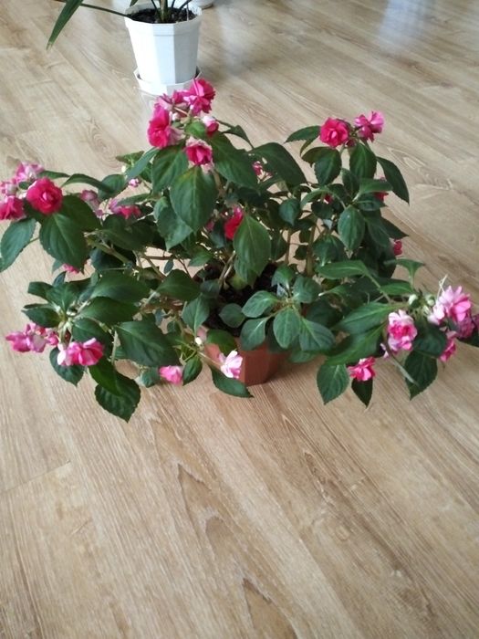 Продам финиковые пальмы