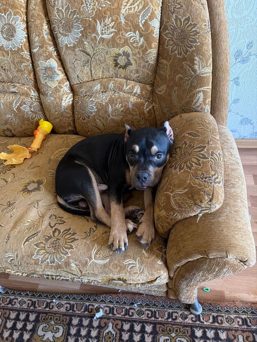 Американский булли