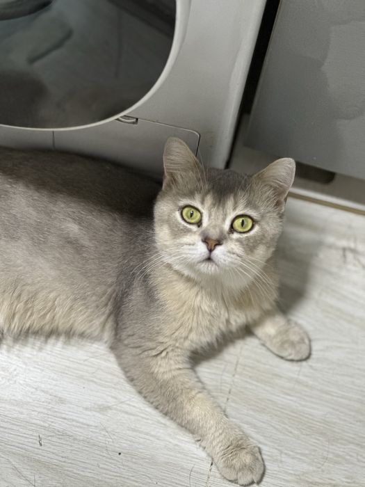 Голубая шиншилла на вязку