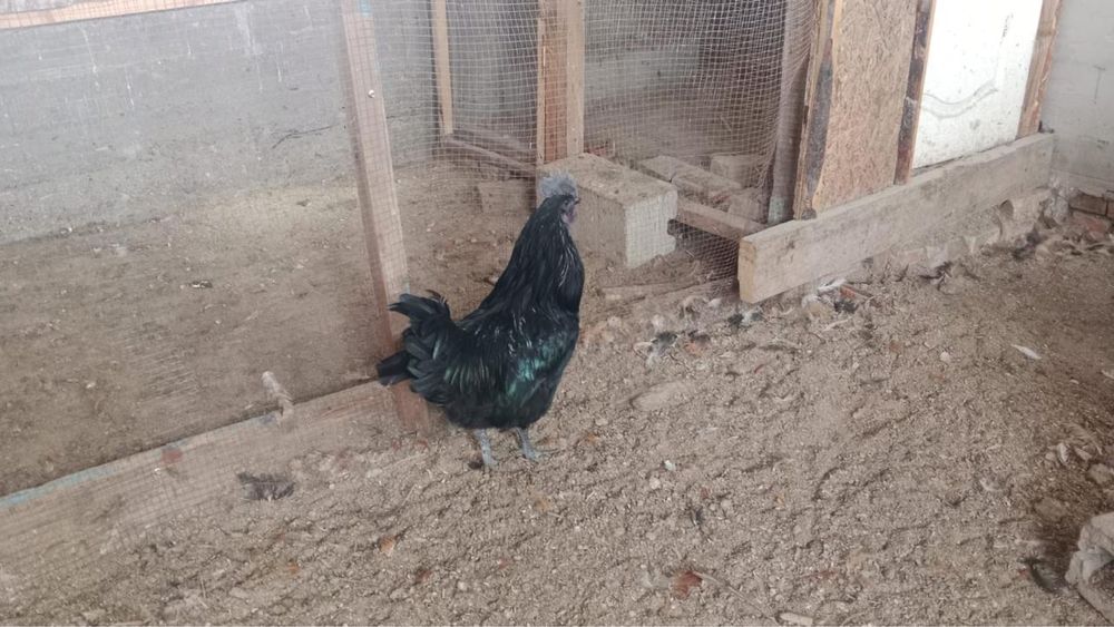 Қара тауық таза қан