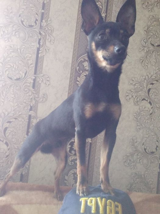 Щенки той терьер