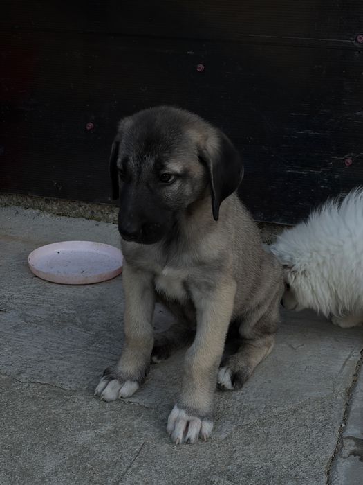 Ciobanesc Kangal