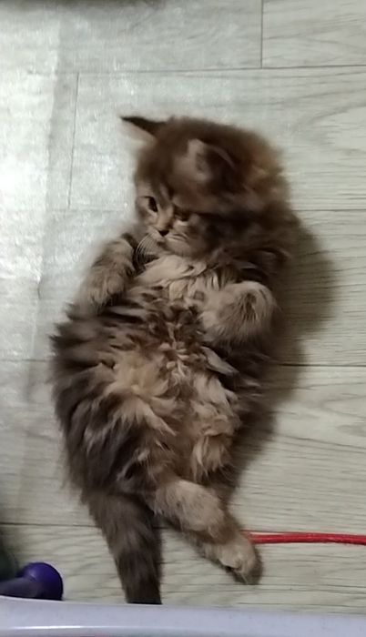 Шикарная девочка. Хайленд страйт.