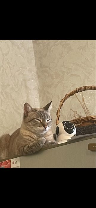 Отдам в добрые руки кошку