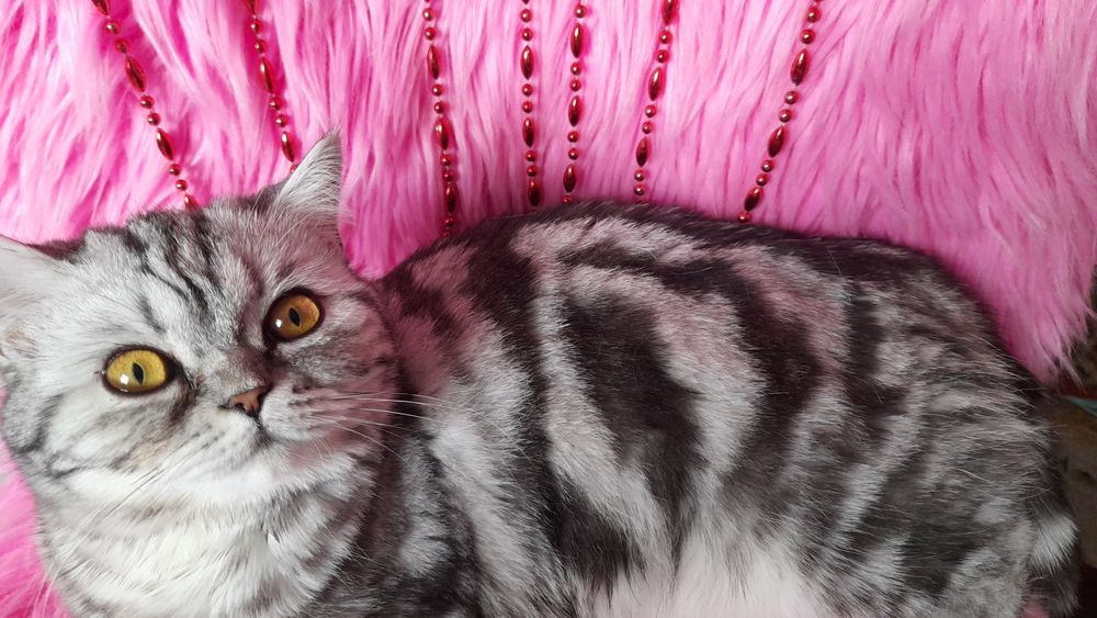 Ищем вислоухого кота для вязки