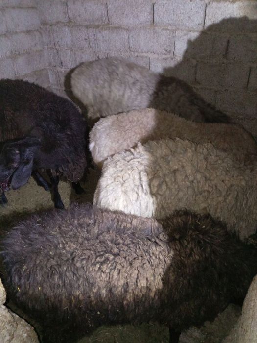 Кучкар киргиские