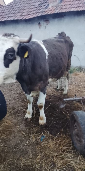 Vind o vacă cu vițel sau separat