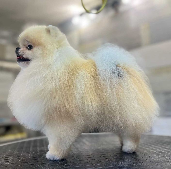 Груминг Pet Barber Варна