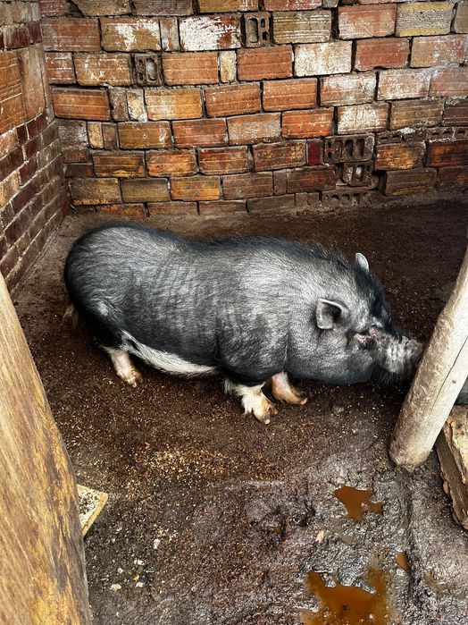 Виетнамско прасе