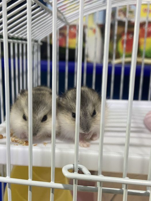 Хомячки девочка и мальчик