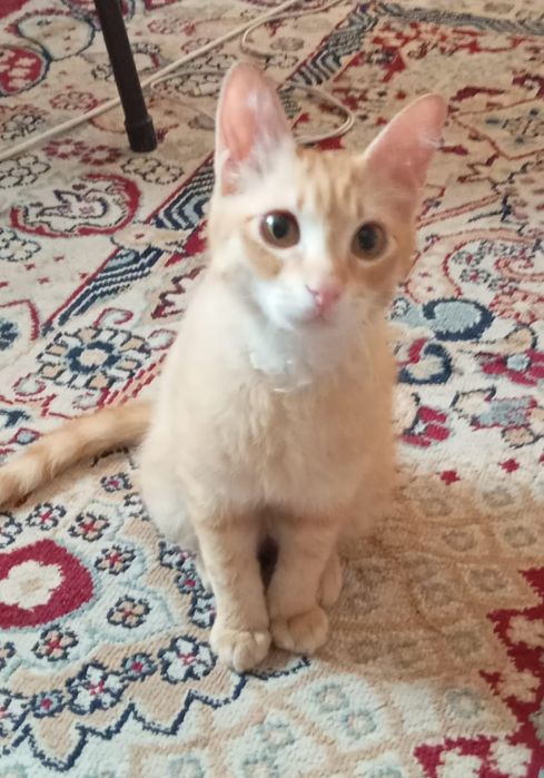 Отдаю котят В хорошие руки