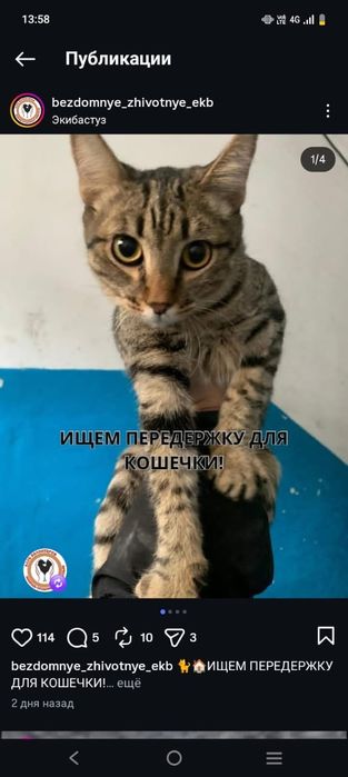 Пропала кошка...