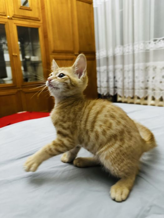 Котенок,котята ,котята