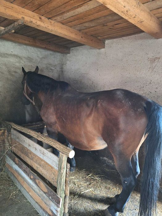 De vânzare Iapă cu Mânz