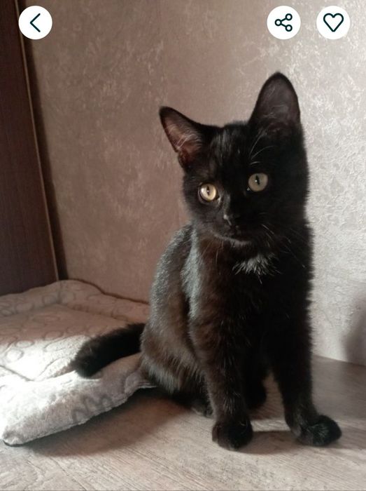 Малышка в  счастливый дом.  Описание к прочтению .