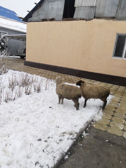 Продам двух баранов мериносов.