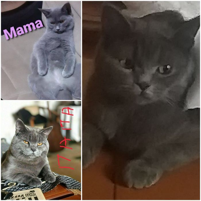 Yalangoch rus yulduzlari (rasmlarga qarang)