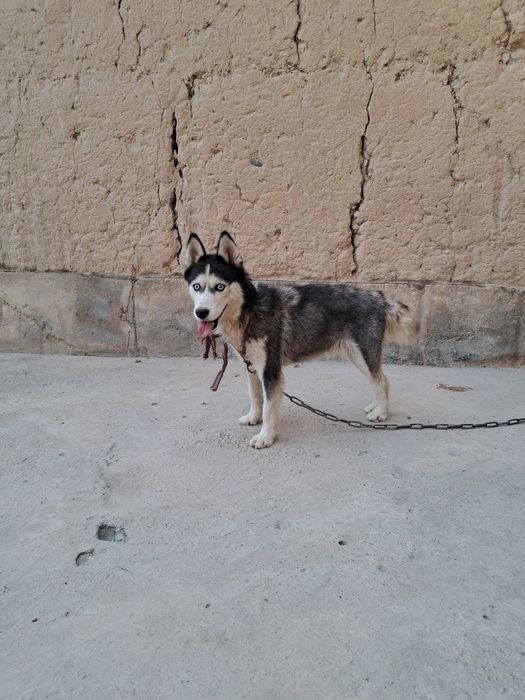 Хаски продаётся чисто кртвный