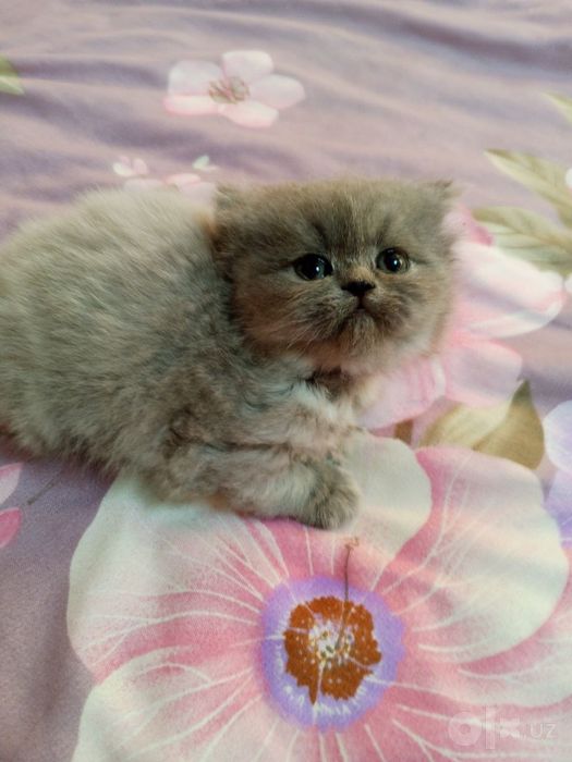 Котята, Скоттиш страйт