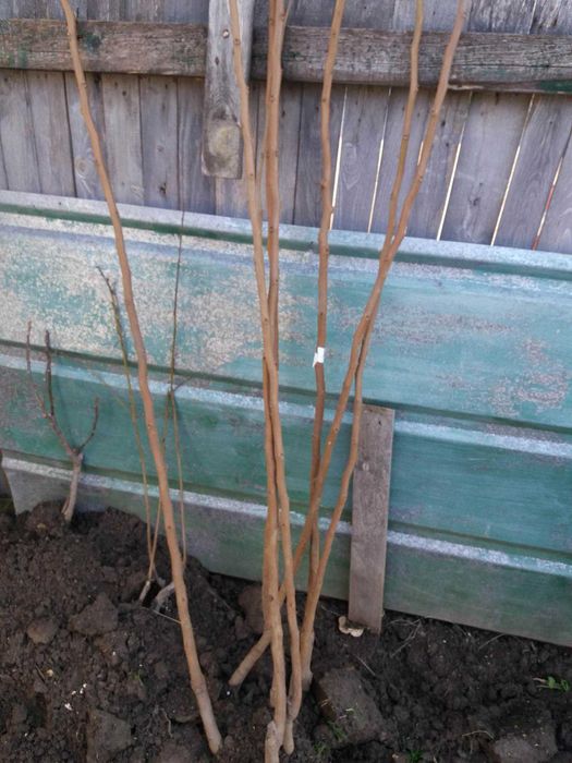 Райска ябълка Налични 4 сорта